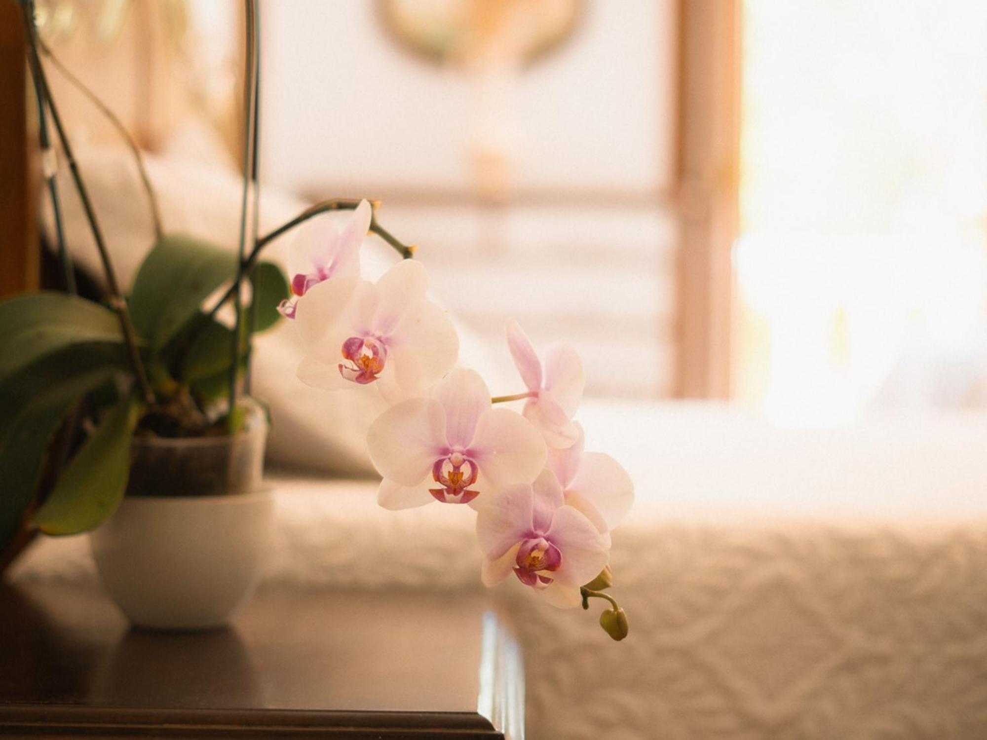Chacara Rosa Cortiana Bed & Breakfast Sao Gabriel  Exterior photo